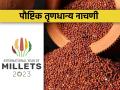 नाचणीचे मानवी आहारातील महत्व - Marathi News | Importance of ragi finger millet in human diet | Latest agriculture News at Lokmat.com