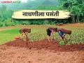 भाताबरोबर नाचणी लागवडीला येतोय वेग; कशी केली जाते लागवड - Marathi News | Ragi cultivation is speed up with paddy crop; how to cultivation | Latest agriculture News at Lokmat.com
