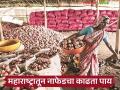 Nafed Kanda Vikri : नाफेडने महाराष्ट्रातील कांदा विक्री थांबवली, नेमकं कारण काय? - Marathi News | Latest news Nafed postpones onion sale in Maharashtra due to falling prices, read in detail | Latest agriculture News at Lokmat.com