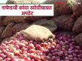 Nafed Kanda Kharedi : नाफेड कांदा खरेदी याच आठवड्यात? जाणून घ्या सविस्तर - Marathi News | | Latest agriculture News at Lokmat.com