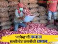 Nafed Onion Scam: ‘नाफेड’ कांदा खरेदीत युपीच्या मल्टीस्टेट सोसायटीचे काय आहे गौडबंगाल? - Marathi News | Nafed Onion Scam: What is the connection of UP's Multistate Society's with 'Nafed' Onion Purchases? | Latest agriculture News at Lokmat.com