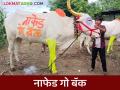 Bail Pola : शेतकऱ्याने बैलपोळ्याच्या दिवशी बैलाच्या पाठीवर 'नाफेड गो बॅक' असं का लिहलं?  - Marathi News | Latest news Bail Pola nafed kanda market farmer paint 'Nafed Go Back' on back of bail on Bail Pola | Latest agriculture News at Lokmat.com