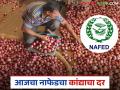 आज नाफेडचा कांदा बाजारभाव काय आहे? लासलगावला काय दर मिळाला?  - Marathi News | Latest News Nafed Kanda Kharedi see todays nafed kanda rate on procurement centers | Latest agriculture News at Lokmat.com