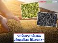 NAFED Soybean Kharedi : 'नाफेड'ला केवळ सोयाबीनच मिळणार? काय आहे कारण जाणून घ्या सविस्तर - Marathi News | latest news NAFED Soybean Kharedi: Will 'NAFED' get only soybean? What is the reason? Know in detail | Latest agriculture News at Lokmat.com