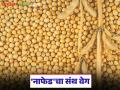 NAFED Soybean Kharedi : ‘नाफेड’चा संथ वेग; ७० टक्के शेतकऱ्यांची सोयाबीन खरेदी अजूनही रखडलेली वाचा सविस्तर - Marathi News | latest news NAFED Soybean Kharedi: Slow pace of ‘NAFED’; Soybean purchase of 70 percent farmers still stalled Read in detail | Latest agriculture News at Lokmat.com