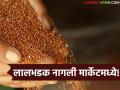 लालभडक नागली आली मार्केटमध्ये, पापड बनविण्यासाठी कुठली नागली चांगली, वाचा सविस्तर  - Marathi News | Latest news Nagli papad which nagli is good for making papad, see nagli crop rates read in detail | Latest agriculture News at Lokmat.com