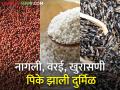नागली, वरई, खुरासणी पिके झाली दुर्मिळ - Marathi News | Nagli, Varai, Khurasani crops became rare | Latest agriculture News at Lokmat.com