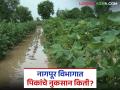 Rain Impact on Crops : नागपूर विभागात कोसळधारा; मोठ्या प्रमाणात पिकांचे नुकसान वाचा सविस्तर - Marathi News | latest news Rain Impact on Crops: Torrential rain in Nagpur division; Large scale crop damage Read in detail | Latest agriculture News at Lokmat.com