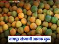 पुणे बाजार समितीत नागपूर संत्र्याच्या ७०० पेट्यांची आवक; वाचा कसा मिळतोय दर? - Marathi News | 700 boxes of Nagpur oranges arrive at Pune Market Committee; Read how the price is being obtained? | Latest agriculture News at Lokmat.com