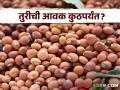 Tur Bajarbhav : अमरावती, यवतमाळ, नागपूर बाजारात तुरीला काय भाव? वाचा आजचे बाजारभाव  - Marathi News | Latest News Todays Tur Market Price In yavatmal, nagpur market yard check here bajarbhav | Latest agriculture News at Lokmat.com