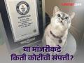 'ही' आहे जगातील सर्वात श्रीमंत मांजर; संपत्ती ऐकून चक्रावून जाल - Marathi News | 'This' is the richest cat in the world; You will get dizzy hearing wealth | Latest international News at Lokmat.com