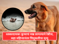 धक्कादायक! कुत्र्याचं नख लागल्याने रेबीज, सहा महिन्यानंतर चिमुकलीचा मृत्यू - Marathi News | Shocking! Rabies caused by dog's nail, toddler dies six months later | Latest maharashtra News at Lokmat.com
