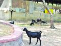 सोलापुरातील नाना-नानी पार्कमधील हिरवळ हद्दपार; चिमुकल्यांच्या खेळण्यांची दुरवस्था, दारूच्या बाटल्यांचीही चलती ! - Marathi News | The green cover of Nana-Nani Park in Solapur; Moments of drinking toys, drinking bottles of liquor! | Latest solapur News at Lokmat.com
