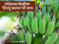 Banana Tissue Culture : नांदेडसह मराठवाड्यात केळी उत्पादनात दर्जा वाढणार; मिळणार 'टिश्यू कल्चर'ची साथ वाचा सविस्तर - Marathi News | latest news Banana Tissue Culture: The quality of banana production will increase in Marathwada including Nanded; You will get the support of 'tissue culture' Read in detail | Latest agriculture News at Lokmat.com
