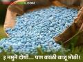 Fertilizers and Seeds Update : खते-बियाण्यांवरून शेतकऱ्यांची फरफट; बड्या व्यापाऱ्यांवर कारवाई होणार? वाचा सविस्तर - Marathi News | latest news Fertilizers and Seeds Update: Farmers' anger over fertilizers and seeds; Will action be taken against big traders? Read in detail | Latest agriculture News at Lokmat.com