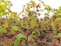 दावण्या, करपा रोगाने द्राक्ष उत्पादक संकटात  - Marathi News | Claims, grape growers in crisis with Karpa's disease | Latest ahilyanagar News at Lokmat.com