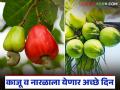 काजू व नारळ बागायतदरांसाठी खुशखबर; केंद्रीय अर्थसंकल्पात या पिकांसाठी मोठी तरतूद - Marathi News | Good news for cashew and coconut farmers; Big provision for this crops in the Union Budget | Latest agriculture News at Lokmat.com