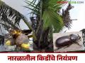 नारळ पिकातील गेंड्या भुंगा व इरीओफाईड कोळीचे कसे कराल नियंत्रण? - Marathi News | How to control rhinoceros beetles and eriophyid mites in coconut crops? | Latest agriculture News at Lokmat.com