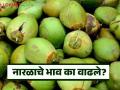 Coconut Rate : नारळ, खोबऱ्याचे भाव का वाढले आहेत? काय दर मिळतोय? वाचा सविस्तर  - Marathi News | Latest News Coconut rate prices of coconut and coir increased Read in detail | Latest agriculture News at Lokmat.com