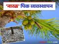 उन्हाळ्यात नारळ पिकाला किती पाणी लागते? व ते कसे द्यावे? वाचा सविस्तर - Marathi News | How much water does a coconut crop need in summer? & how to give it? Read in detail | Latest agriculture News at Lokmat.com