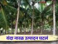 यंदा नारळाच्या उत्पादनात मोठी घट कशामुळे झाली वाचा सविस्तर - Marathi News | Read in detail what caused the huge decline in coconut production this year | Latest agriculture News at Lokmat.com