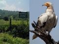 संकटग्रस्त इजिप्शियन गिधाडांची हजेरी, तिसऱ्या प्रजातीची नोंद - Marathi News | Egyptian Vulture in The 'vulture restaurant' at Khoripada in Harsul | Latest nashik News at Lokmat.com