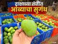 Nashik Amba Farming : कांदा अन् द्राक्षांनंतर आता नाशिकचा आंबाही सातासमुद्रापार, काय आहे खासियत?  - Marathi News | Latest News Nashik mango is famous than Gujarat's saffron mango, what is specialty see details | Latest agriculture News at Lokmat.com