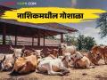 Vasu Baras 2024 : नाशिकमधील गोशाळांमध्ये दोन हजारांहून अधिक गायींचे संगोपन, वाचा सविस्तर  - Marathi News | Latest News Vasu Baras 2024 Special two thousand cows care in Goshalas in Nashik, read in detail  | Latest agriculture News at Lokmat.com
