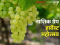 द्राक्ष विक्री करायचीय, पर्यटन संचालनालयाच्या महोत्सवात सहभागी व्हा, अशी करा नोंदणी  - Marathi News | Latest News Directorate of Tourism's Grape Sale Festival in Nashik | Latest agriculture News at Lokmat.com
