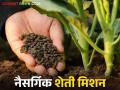 Natural Farming : धरा सेंद्रिय शेतीची कास; विषमुक्त धान्याला मिळतोय भाव - Marathi News | Natural Farming: Organic Farming product getting high price | Latest agriculture News at Lokmat.com