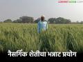 Farmer Success Story : २० किलो बियाणं… ८५ क्विंटल उत्पादन; कसं शक्य झालं? वाचा सविस्तर - Marathi News | latest news Farmer Success Story: 20 kg of seeds… 85 quintals of production; How was it possible? Read in detail | Latest agriculture News at Lokmat.com