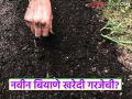 Seed Buying : दरवर्षी नवीन बियाणे खरेदी करणे गरजेचे आहे का? वाचा सविस्तर  - Marathi News | Latest News Navin Biyane Kharedi necessary to buy new seeds every year Read in detail | Latest agriculture News at Lokmat.com