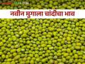 Moong Market : नव्या मुगाची चांदी; मुहूर्ताला मिळाला "हा" भाव - Marathi News | Moong Market: New moong silver; Muhurta got the hug price. | Latest agriculture News at Lokmat.com
