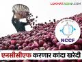 एनसीसीएफ करणार पाच लाख मेट्रिक टन कांदा खरेदी, कुठे असणार खरेदी केंद्र - Marathi News | Latest news NCCF will purchase five lakh metric ton of onion see details | Latest agriculture News at Lokmat.com