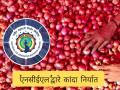Onion Export : कांद्यावरील निर्यातबंदी कायम, ‘एनसीईएल’द्वारे करणार निर्यात - Marathi News | Latest News 50 thousand metric tons of onion will be exported through NCEL | Latest agriculture News at Lokmat.com