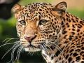 अंगणात बांधलेल्या शेळ्यांवर बिबट्याचा हल्ला; २ शेळ्या ठार - Marathi News | Leopard attack on goats tethered in yard; 2 goats killed | Latest bhandara News at Lokmat.com