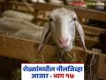 Goat Farming Disease : शेळ्यांची जीभ निळी पडलीय? निलजीव्हा आजारावर उपाय काय? वाचा सविस्तर  - Marathi News | Latest News Goat farming Symptoms and remedies of blue tongue disease in goats Read in detail | Latest agriculture News at Lokmat.com