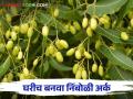 Nimboli Ark : पाच टक्क्याचा निंबोळी अर्क घरच्या घरी कसा बनवाल वाचा सविस्तर - Marathi News | Nimboli Ark : How to make five percent nimboli ark at home, read in detail | Latest agriculture News at Lokmat.com
