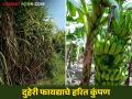 Banana Crop Management : केळी उत्पादक शेतकऱ्यांना बागेचे 'हे' हरित कुंपण देतंय दुहेरी फायदा - Marathi News | | Latest agriculture News at Lokmat.com