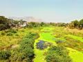 जलपर्णीमुळे उल्हास नदी दूषित - Marathi News | Ulhas river corrupted due to waterfalls | Latest raigad News at Lokmat.com