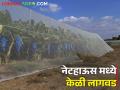 वारा, वादळ, गारपीट या पासून केळीचे संरक्षण; आलं नव तंत्रज्ञान - Marathi News | Protection of bananas from wind, storm, hail; New technology has arrived | Latest agriculture News at Lokmat.com