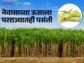 Sugarcane : अहमदनगरच्या ऊसाचा परराज्यात डंका, रोज दीडशे टन ऊस रसवंतीला! - Marathi News | Latest News Demand from haryana, Delhi, Uttar Pradesh for sugarcane of Nevasa | Latest agriculture News at Lokmat.com