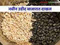 बाजारात नवीन उडीदची आवक; सोयाबीन दरात वाढ; मुगाचे दर गडगडणार? वाचा सविस्तर - Marathi News | entry of new black gram into the market; Increase in soybean prices; Will the prices of mung beans tumble? Read in detail | Latest agriculture News at Lokmat.com