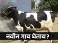 दुधाळ जनावरांची खरेदी करताय? कशी कराल निवड - Marathi News | | Latest agriculture News at Lokmat.com