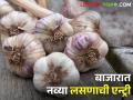 नव्या लसणाची बाजारात आवक; कसा मिळतोय बाजारभाव - Marathi News | New garlic market entry; How is the market price? | Latest agriculture News at Lokmat.com