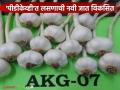 New Garlic Variety : शेतकऱ्यांसाठी खुशखबर! लसूण उत्पादन वाढवणारी नवी जात उपलब्ध वाचा सविस्तर - Marathi News | latest news New Garlic Variety: Good news for farmers! New variety available that increases garlic production Read in detail | Latest agriculture News at Lokmat.com