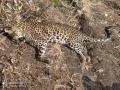 यवतमाळच्या माळेगावमध्ये बिबट्याचा संशयास्पद मृत्यू - Marathi News | Suspicious death of leopard in Malegaon Yavatmal | Latest yavatmal News at Lokmat.com
