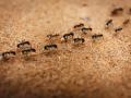 SEE PICS! Why do ants always walk in a straight line? Check out the reason behind it - Hindi News | SEE PICS! Why do ants always walk in a straight line? Check out the reason behind it | Latest lifestyle Photos at Lokmattimes.com