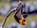 Nipah Virus: धोका वाढला! राज्यातील वटवाघूळांमध्ये पहिल्यांदाच 'निपाह' विषाणू आढळला; मृत्यूदर ६५% असल्यानं चिंतेत भर - Marathi News | Nipah virus found in two bat species first time in Maharashtra by NIV team | Latest maharashtra News at Lokmat.com