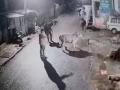 धक्कादायक! गाईंना बेशुद्धीचं इंजेक्शन देऊन पळविण्याचा प्रकार CCTV कॅमेरात कैद - Marathi News | lonavla capturing cctv on the pretext of making cows unconscious | Latest pune News at Lokmat.com